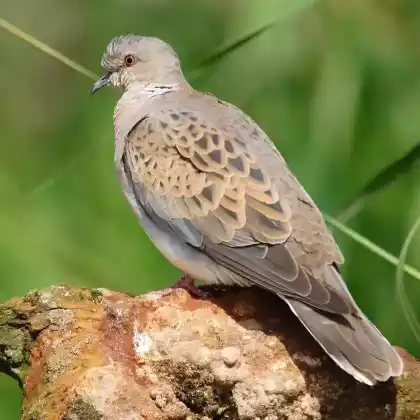 Foto von Turteltaube (Streptopelia turtur)