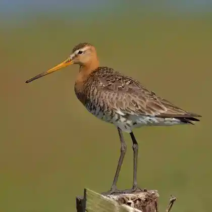 Foto von Uferschnepfe (Limosa limosa)