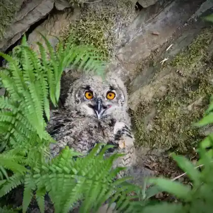 Foto von Uhu (Bubo bubo)
