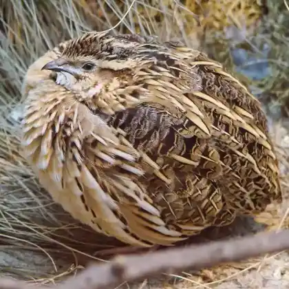 Foto von Wachtel (Coturnix coturnix)