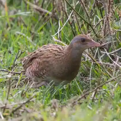 Foto von Wachtelkönig (Crex crex)