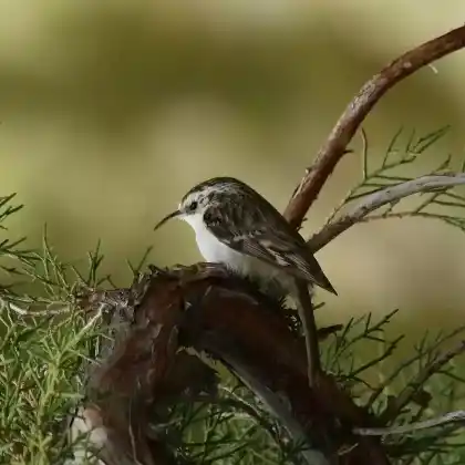 Foto von Waldbaumläufer (Certhia familiaris)