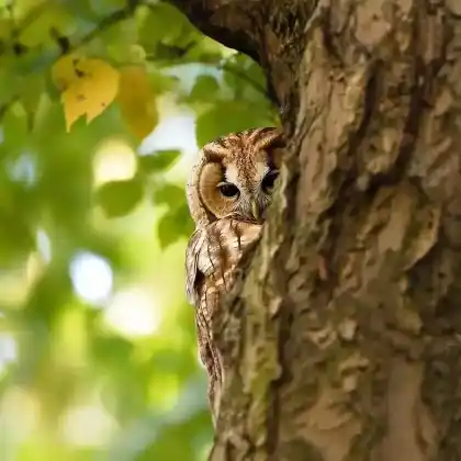 Foto von Waldkauz (Strix aluco)