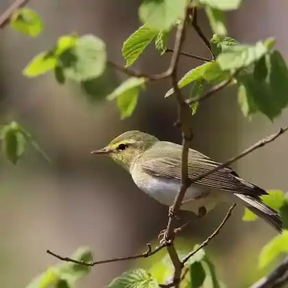 Foto von Waldlaubsänger (Phylloscopus sibilatrix)