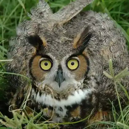 Foto von Waldohreule (Asio otus)