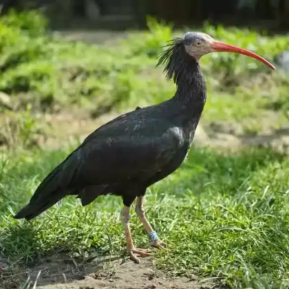 Foto von Waldrapp (Geronticus eremita)