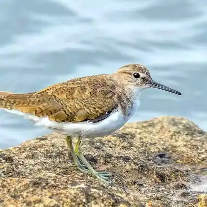 Foto von Waldwasserläufer (Tringa ochropus)