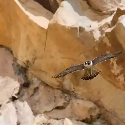 Foto von Wanderfalke (Falco peregrinus)