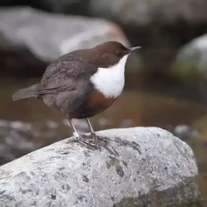 Foto von Wasseramsel (Cinclus cinclus)