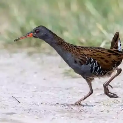 Foto von Wasserralle (Rallus aquaticus)