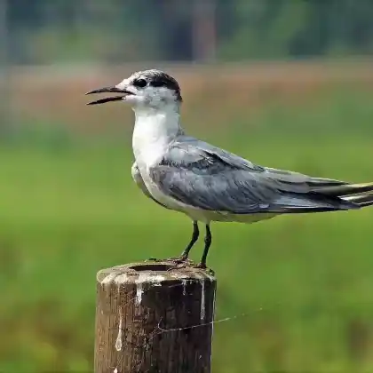 Foto von Weißbart-Seeschwalbe (Chlidonias hybrida)