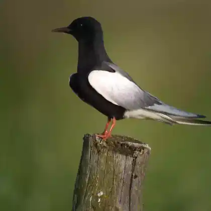 Foto von Weißflügel-Seeschwalbe (Chlidonias leucopterus)