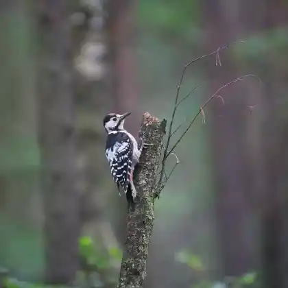 Foto von Weißrückenspecht (Dendrocopos leucotos)