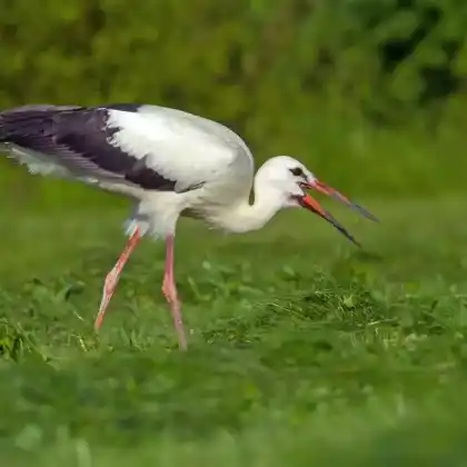 Foto von Weißstorch (Ciconia ciconia)