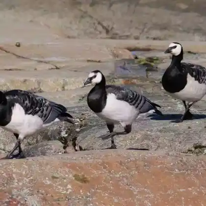 Foto von Weißwangengans (Branta leucopsis)