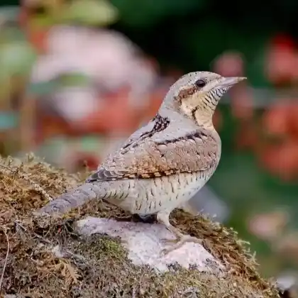 Foto von Wendehals (Jynx torquilla)