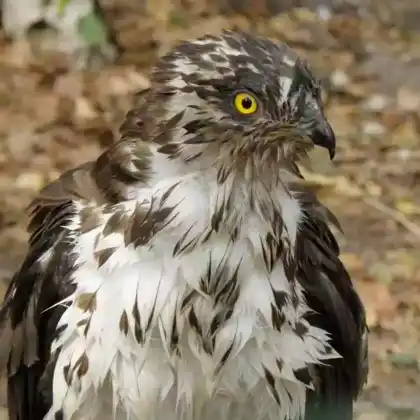 Foto von Wespenbussard (Pernis apivorus)