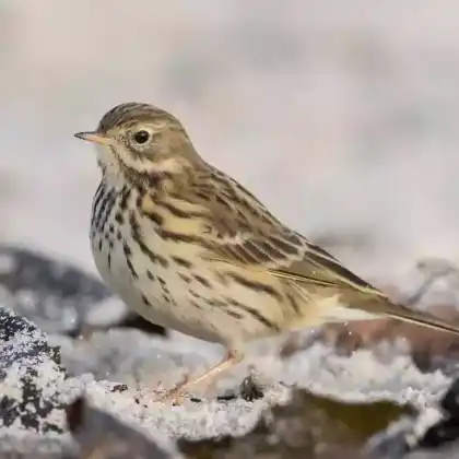 Foto von Wiesenpieper (Anthus pratensis)