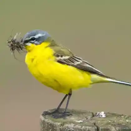 Foto von Wiesenschafstelze (Motacilla flava)