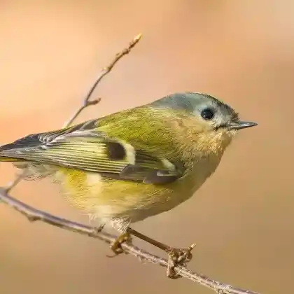 Foto von Wintergoldhähnchen (Regulus regulus)