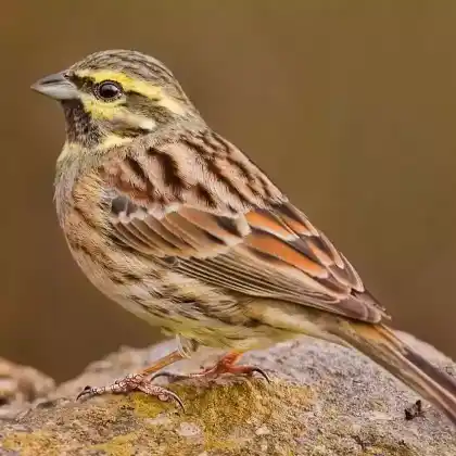 Foto von Zaunammer (Emberiza cirlus)