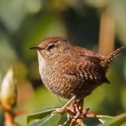 Foto von Zaunkönig (Troglodytes troglodytes)