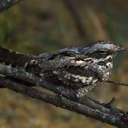 Foto von Ziegenmelker (Caprimulgus europaeus)