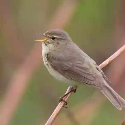 Foto von Zilpzalp (Phylloscopus collybita)