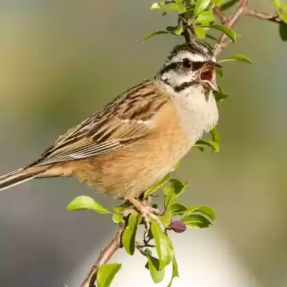 Foto von Zippammer (Emberiza cia)
