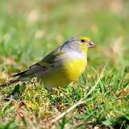 Foto von Zitronenzeisig (Carduelis citrinella)