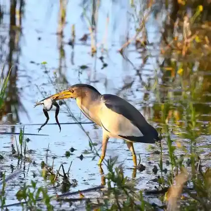 Foto von Zwergdommel (Ixobrychus minutus)