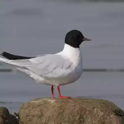 Foto von Zwergmöwe (Hydrocoloeus minutus)