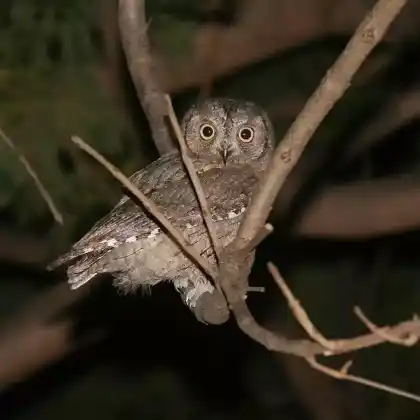 Foto von Zwergohreule (Otus scops)