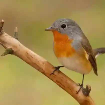 Foto von Zwergschnäpper (Ficedula parva)