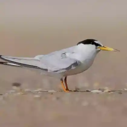 Foto von Zwergseeschwalbe (Sternula albifrons)