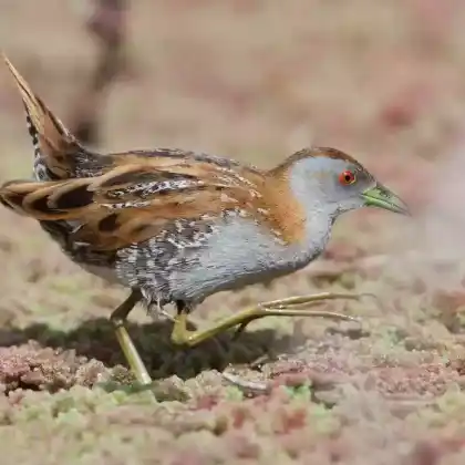 Foto von Zwergsumpfhuhn (Porzana pusilla)