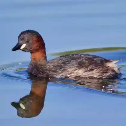 Foto von Zwergtaucher (Tachybaptus ruficollis)