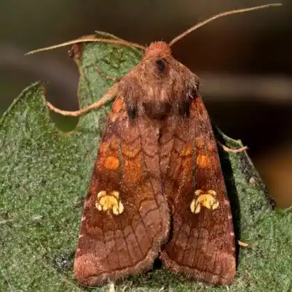 Foto von Kleine Stengeleule (Amphipoea oculea)
