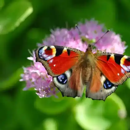 Foto von Tagpfauenauge (Inachis io)