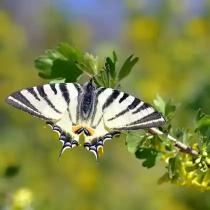 Foto von Segelfalter (Iphiclides podalirius)