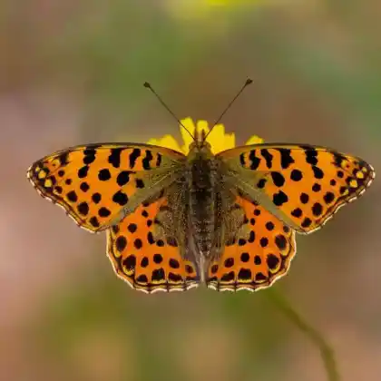 Foto von Kleiner Perlmuttfalter (Issoria lathonia)