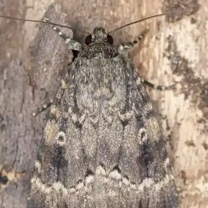 Foto von Braunbunte Laubholzeule (Amphipyra berbera)