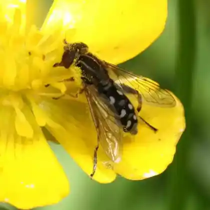 Foto von  (Anasimyia contracta)