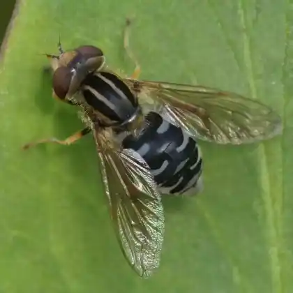 Foto von Frühe Sumpfschwebfliege (Anasimyia interpuncta)