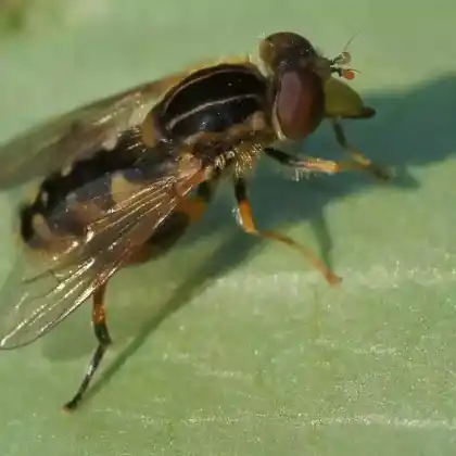 Foto von Gestreifte Nasenschwebfliege (Anasimyia lineata)