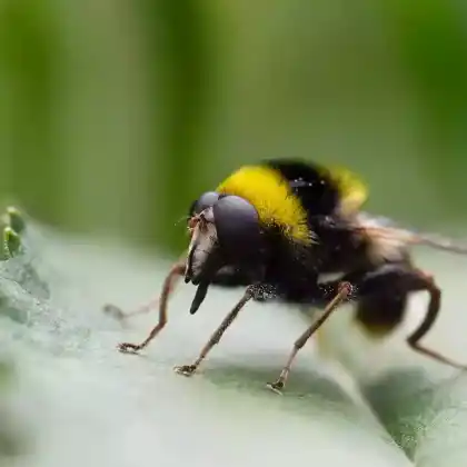 Foto von Hummel-Gebirgsschwebfliege (Arctophila bombiformis)