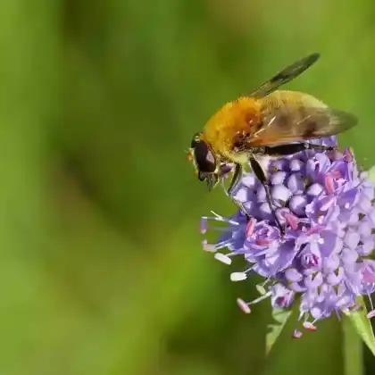 Foto von Gelbbraune Gebirgsschwebfliege (Arctophila superbiens)