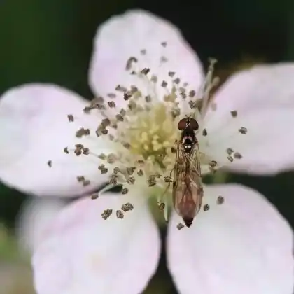 Foto von Gemeine Schattenschwebfliege (Baccha elongata)