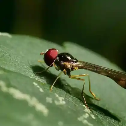 Foto von  (Baccha obscuripennis)