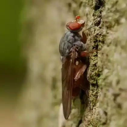 Foto von Baumsaft-Schwebfliege (Brachyopa bicolor)